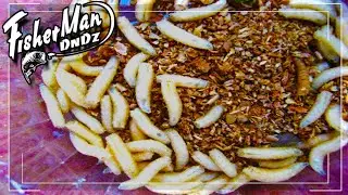 КРУПНЫЙ ОПАРЫШ ЗА 3 ДНЯ В ДОМАШНИХ УСЛОВИЯХ | КАК ВЫРАЩИВАТЬ (РАЗВОДИТЬ)БОЛЬШОГО ОПАРЫША ДЛЯ РЫБАЛКИ