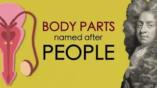 These body parts were named after people