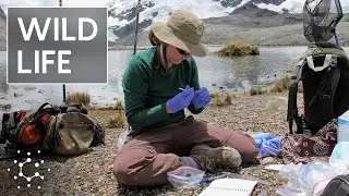 Hunting For Signs of Life at the Top of the World