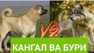 Бури ва ит Кангал. 