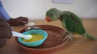 how to feed baby parrot | Baby parrot feeding