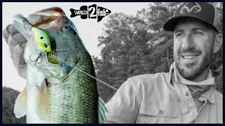 Jacob Wheeler Opens Up on the Jabber Jaw Squarebill Crankbait