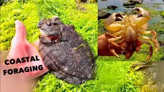 COASTAL FORAGING - Brown Edible Crab , Flat Fish , Jelly Fish  -  Good Times Foraging The Shore !