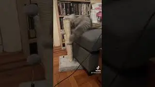 Why is my cat so scared though!?😭
