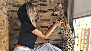 Serval Shanti is a Sweet Boy : Sogga