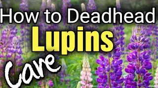 How to Care and Deadhead Lupins for Beginners