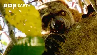 Finding the Incredibly Rare Bear Cuscus from Indonesia | Bill Bailey's Jungle Hero | BBC Earth