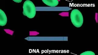 PCR | Polymerase Chain Reaction | DNA Amplification