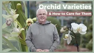 How to Grow & Maintain Orchids | The Greenery Garden & Home