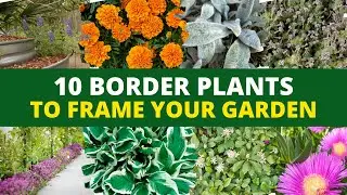 Border Plants Ideas: 10 Border Plants to Frame Your Garden 🌿