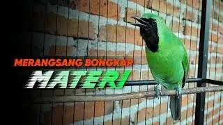 🔴 MERANGSANG BONGKAR MATERI ‼️ CUCAK IJO GACOR ISIAN KASAR