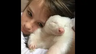 Cute baby skunk Snowy and Stella cuddling