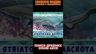 Shark teeth in the steppe | Зубы акул в степи #shorts  #adventure #paleontology