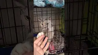 Моя новая девочка. Сфинкс, забрала как всегда с улицы 🫣 