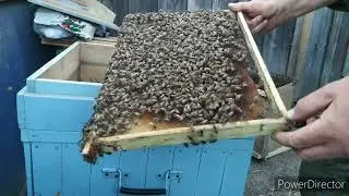 Снятие роя с высоты. От выхода роя до посадки в улей практически!!!