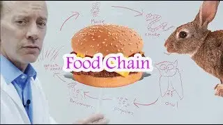 Learn about the Food Chain | What is a Food Web | Great for Kids! 😃