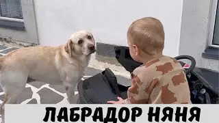 Лабрадор Няня