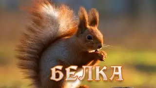 Беличьи секреты.  Животный мир. Дикая природа. 
