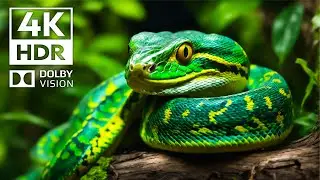 Planet Animals 4K HDR 60FPS Dolby Vision | Cinematic music (dynamic color)