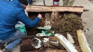 First look inside the Asian giant hornet nest