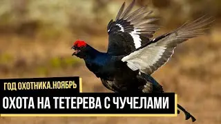 Охота на тетерева с чучелами, Ноябрь / Год охотника / #8