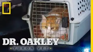 Treating a Coughing Cat | Dr. Oakley, Yukon Vet