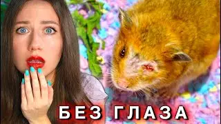 ПОСЛЕДНИЕ ДНИ ХОМЯКА БЕЗ ГЛАЗА - ОПЕРАЦИЯ и УКОЛЫ | Elli Di Pets