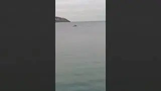 11 February 2023 Dolphin swimming in Douglas bay in Isle of Man