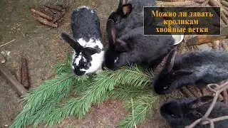 Можно ли кроликам давать хвойные ветки: сосны, ели.