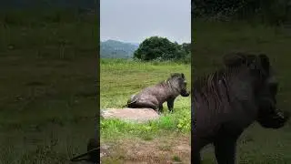 Warthog sheds are polished to a high shine Wild animals up close Confusing animal behavior