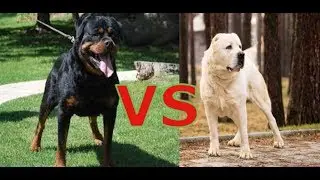 собачий бой Ротвейлер VS Алабай какая собака сильнее и круче 2019