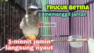 1 jam pancingan trucukan betina memanggil jantan