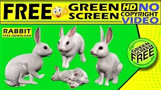 Rabbit green screen | Rabbit green screen video HD | Rabbit green screen NO Copyright video free |