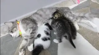 my beautiful cats