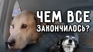 Как сложилась судьба Розы с кладбища и маленькой Линды с дороги. Отправление домой в Германию.