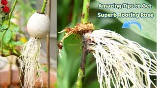 Amazing Rooting Rose Cutting in Egg for very fast rooting {New Rooting Rose Technique} V Garden