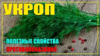 Укроп польза и вред для человека (Кратко!!!) / Укроп от чего помогает / Лекарственные растения