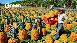 Pineapple Farming - Pineapple Harvesting & Pineapple Drinks Making 🍍  | Agriculture Technology