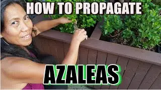 BEST WAY TO PROPAGATE AND GROW AZALEAS