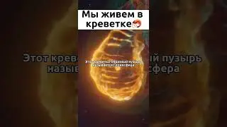 Мы живем в огромный креветке 