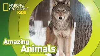 Gray Wolf 🐺 | Amazing Animals