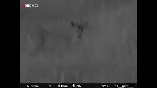 охота на самца косули выстрел лучше не бывает. Pulsar digex c50