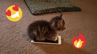 😂 Funniest Cats and Dogs Videos 😺🐶 || 🥰😹 Hilarious Animal Compilation №429