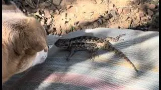 You Must See This!! FOX Touches Noses with a lizard (almost) #doglovers #cutedog #dog #lizard