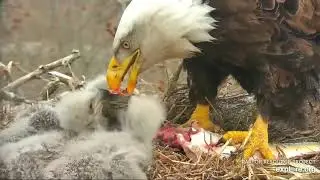 Decorah Eagles 4-21-20, 5 pm Fresh fish feeding