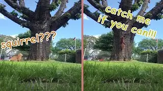 Cat Chasing A Squirrel