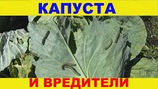 Капуста и вредители.