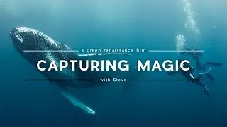 Creatures Beneath The Ocean - An Underwater Photographers Incredible Encounters.