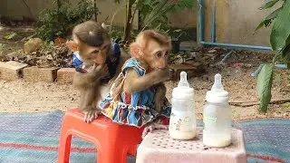 Adorable Shusy & Prono Come To Sit On Chair When Hungry Milk