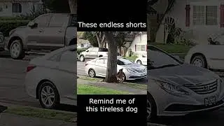 Endless Dog #Shorts #Dog